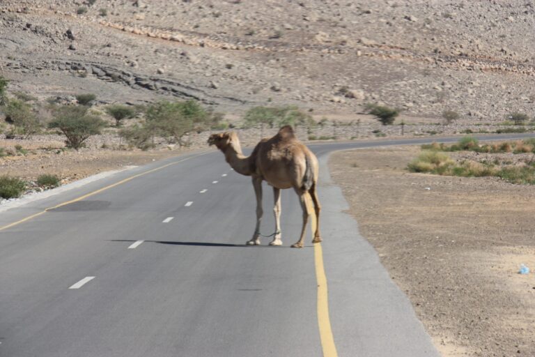 Mietwagenrundreisen im Oman und den Arabischen Emiraten